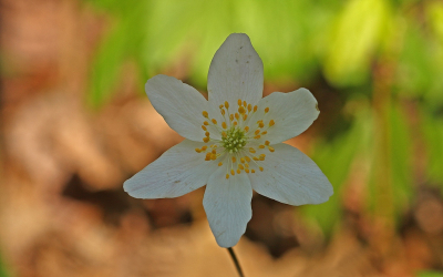 <i class='fa fa-user'></i>&nbsp;Cor&nbsp;|  Bosanemoon&nbsp; <i class='fa fa-eye'>&nbsp;61</i> &nbsp;<i class='fa fa-thumbs-up'>&nbsp;1</i> &nbsp; <i class='fa fa-comment-o'>&nbsp;6</i>