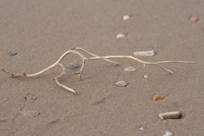 <i class='fa fa-user'></i>&nbsp;susan meijnders&nbsp;|  Wandelende tak&nbsp; <i class='fa fa-eye'>&nbsp;105</i> &nbsp;<i class='fa fa-thumbs-up'>&nbsp;1</i> &nbsp; <i class='fa fa-comment-o'>&nbsp;8</i>