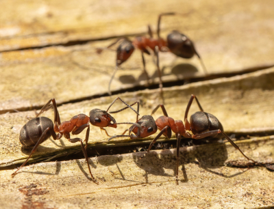 <i class='fa fa-user'></i>&nbsp;JohnSaxofoon&nbsp;|  Kale Rode Bosmier&nbsp; <i class='fa fa-eye'>&nbsp;66</i> &nbsp;<i class='fa fa-thumbs-up'>&nbsp;3</i> &nbsp; <i class='fa fa-comment-o'>&nbsp;4</i>