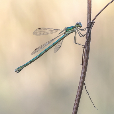 <i class='fa fa-user'></i>&nbsp;Johan van Gurp&nbsp;|  Tengere Pantserjuffer&nbsp; <i class='fa fa-eye'>&nbsp;82</i> &nbsp;<i class='fa fa-thumbs-up'>&nbsp;1</i> &nbsp; <i class='fa fa-comment-o'>&nbsp;5</i>