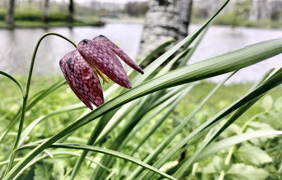 <i class='fa fa-user'></i>&nbsp;Jovanzo&nbsp;|  Wilde Kievitsbloem&nbsp; <i class='fa fa-eye'>&nbsp;90</i> &nbsp; <i class='fa fa-comment-o'>&nbsp;8</i>