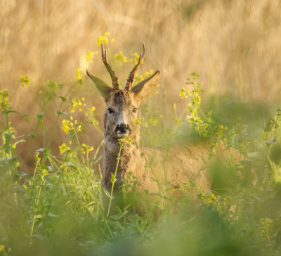 Capreolus capreolus / Ree / Roe Deer