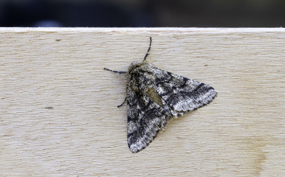 <i class='fa fa-user'></i>&nbsp;Martin Verbeeten&nbsp;|  Dunvlerkspanner&nbsp; <i class='fa fa-eye'>&nbsp;47</i> &nbsp; <i class='fa fa-comment-o'>&nbsp;6</i>