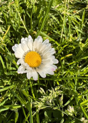 <i class='fa fa-user'></i>&nbsp;HenK5&nbsp;|  Madeliefje&nbsp; <i class='fa fa-eye'>&nbsp;32</i> &nbsp; <i class='fa fa-comment-o'>&nbsp;2</i>