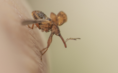 <i class='fa fa-user'></i>&nbsp;ErnovanDoorn&nbsp;|  Kersenpitkever&nbsp; <i class='fa fa-eye'>&nbsp;78</i> &nbsp;<i class='fa fa-thumbs-up'>&nbsp;1</i> &nbsp; <i class='fa fa-comment-o'>&nbsp;7</i>