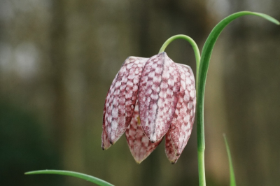 <i class='fa fa-user'></i>&nbsp;hesterb&nbsp;|  Kievitsbloem&nbsp; <i class='fa fa-eye'>&nbsp;57</i> &nbsp;<i class='fa fa-thumbs-up'>&nbsp;1</i> &nbsp; <i class='fa fa-comment-o'>&nbsp;2</i>