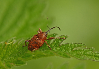 <i class='fa fa-user'></i>&nbsp;Cor&nbsp;|  Kleine Eikelboorder&nbsp; <i class='fa fa-eye'>&nbsp;63</i> &nbsp; <i class='fa fa-comment-o'>&nbsp;6</i>