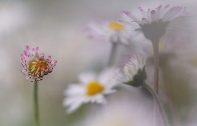 <i class='fa fa-user'></i>&nbsp;Nel R&nbsp;|  Madeliefje&nbsp; <i class='fa fa-eye'>&nbsp;87</i> &nbsp;<i class='fa fa-thumbs-up'>&nbsp;12</i> &nbsp; <i class='fa fa-comment-o'>&nbsp;8</i>