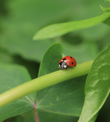 <i class='fa fa-user'></i>&nbsp;Tineke Strijbosch&nbsp;|  Zevenstippelig Lieveheersbeestje&nbsp; <i class='fa fa-eye'>&nbsp;40</i> &nbsp; <i class='fa fa-comment-o'>&nbsp;6</i>