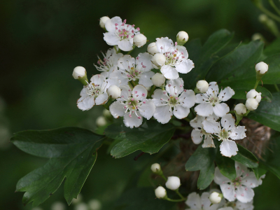 <i class='fa fa-user'></i>&nbsp;Ad Sprang&nbsp;|  Eenstijlige Meidoorn&nbsp; <i class='fa fa-eye'>&nbsp;57</i> &nbsp;<i class='fa fa-thumbs-up'>&nbsp;4</i> &nbsp; <i class='fa fa-comment-o'>&nbsp;5</i>