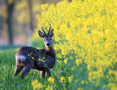 <i class='fa fa-user'></i>&nbsp;robert-jan&nbsp;|  Ree&nbsp; <i class='fa fa-eye'>&nbsp;72</i> &nbsp; <i class='fa fa-comment-o'>&nbsp;3</i>