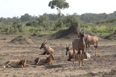 <i class='fa fa-user'></i>&nbsp;marchebbelinck&nbsp;|  Topi&nbsp; <i class='fa fa-eye'>&nbsp;71</i> &nbsp;<i class='fa fa-thumbs-up'>&nbsp;1</i> &nbsp; <i class='fa fa-comment-o'>&nbsp;2</i>