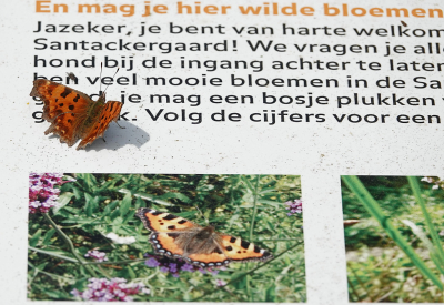 <i class='fa fa-user'></i>&nbsp;nelappelmelk&nbsp;|  Gehakkelde Aurelia&nbsp; <i class='fa fa-eye'>&nbsp;104</i> &nbsp; <i class='fa fa-comment-o'>&nbsp;8</i>