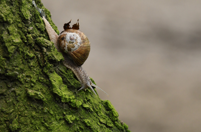 <i class='fa fa-user'></i>&nbsp;Eric Gibcus&nbsp;|  Wijngaardslak&nbsp; <i class='fa fa-eye'>&nbsp;66</i> &nbsp;<i class='fa fa-thumbs-up'>&nbsp;1</i> &nbsp; <i class='fa fa-comment-o'>&nbsp;3</i>