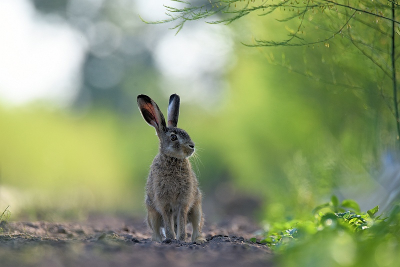 <i class='fa fa-user'></i>&nbsp;robert-jan&nbsp;|  Haas&nbsp; <i class='fa fa-eye'>&nbsp;91</i> &nbsp;<i class='fa fa-thumbs-up'>&nbsp;3</i> &nbsp; <i class='fa fa-comment-o'>&nbsp;8</i>