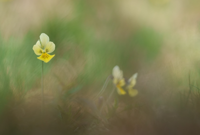 Het Zinkviooltje is een zeer mooi en fragiel bloemetje, dat alleen maar op enkele plekken hier in de grensregio bloeit.

Traditiegetrouw probeer ik ze in het voorjaar steeds vast te leggen.

Afgelopen zaterdagochtend, toen ik met mijn maat onderweg was, vonden we ze volop. Ondanks de grotere aantallen die er stonden, een hele uitdaging om ze leuk op foto te krijgen.

Daarbij was het licht al aardig hard en stond er een straffe wind. Heb dus vooral naar plekjes gekeken waar een beetje schaduw en beschutting was.

Uiteindelijk toch een aantal opnames weten te maken, waarvan deze het beste uit de verf kwam.

Sony A7IV + 90mm Macro, uit de hand laag boven de grond. Daarbij kijkend op het kantelbaar schermpje voor achtergrond, compositie.

Ietsjes door de begroeiing heen gefotografeerd, waardoor een beetje schilderachtig effect ontstaat (waar ik van hou).