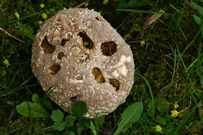 <i class='fa fa-user'></i>&nbsp;frbeuming&nbsp;|  Ruitjesbovist&nbsp; <i class='fa fa-eye'>&nbsp;61</i> &nbsp; <i class='fa fa-comment-o'>&nbsp;4</i>