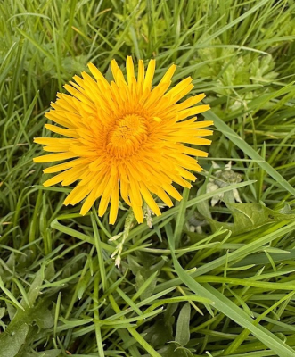 <i class='fa fa-user'></i>&nbsp;HenK5&nbsp;|  Paardenbloem&nbsp; <i class='fa fa-eye'>&nbsp;44</i> &nbsp; <i class='fa fa-comment-o'>&nbsp;3</i>