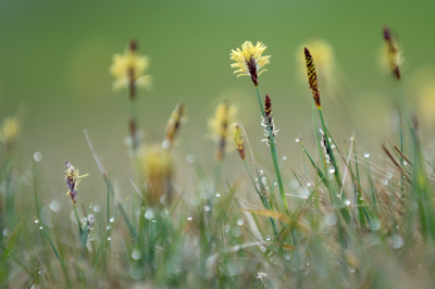 <i class='fa fa-user'></i>&nbsp;Hendrik van Kampen&nbsp;|  Blauwe Zegge&nbsp; <i class='fa fa-eye'>&nbsp;102</i> &nbsp;<i class='fa fa-thumbs-up'>&nbsp;8</i> &nbsp; <i class='fa fa-comment-o'>&nbsp;12</i>