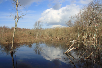 <i class='fa fa-user'></i> Tineke Strijbosch | Nattigheid in het Noord-Hollands Duinreservaat  <i class='fa fa-eye'> 48</i>   <i class='fa fa-comment-o'> 3</i>