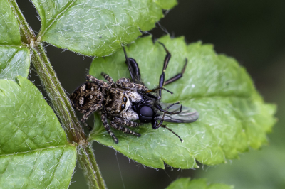 <i class='fa fa-user'></i>&nbsp;Martin Verbeeten&nbsp;|  Gevlekte Moerasspringer&nbsp; <i class='fa fa-eye'>&nbsp;79</i> &nbsp; <i class='fa fa-comment-o'>&nbsp;6</i>