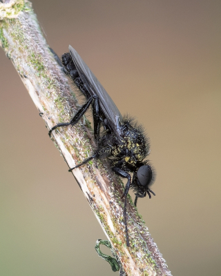 <i class='fa fa-user'></i>&nbsp;Johan van Gurp&nbsp;|  Rouwvlieg&nbsp; <i class='fa fa-eye'>&nbsp;50</i> &nbsp;<i class='fa fa-thumbs-up'>&nbsp;2</i> &nbsp; <i class='fa fa-comment-o'>&nbsp;3</i>