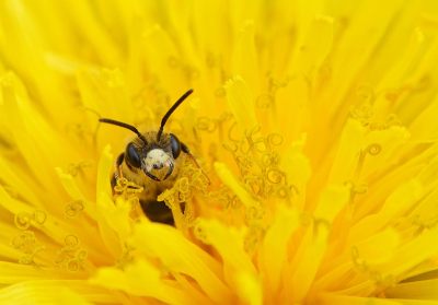 <i class='fa fa-user'></i>&nbsp;Nel R&nbsp;|  Goudpootzandbij&nbsp; <i class='fa fa-eye'>&nbsp;79</i> &nbsp;<i class='fa fa-thumbs-up'>&nbsp;10</i> &nbsp; <i class='fa fa-comment-o'>&nbsp;10</i>