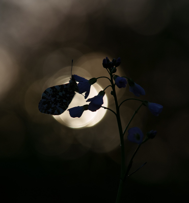 <i class='fa fa-user'></i>&nbsp;Jurgen Maassen&nbsp;|  Oranjetipje&nbsp; <i class='fa fa-eye'>&nbsp;104</i> &nbsp;<i class='fa fa-thumbs-up'>&nbsp;4</i> &nbsp; <i class='fa fa-comment-o'>&nbsp;7</i>