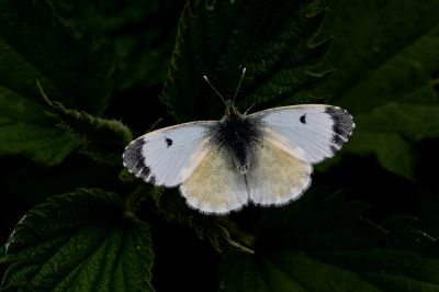 <i class='fa fa-user'></i>&nbsp;Johan van Gurp&nbsp;|  Oranjetipje&nbsp; <i class='fa fa-eye'>&nbsp;82</i> &nbsp;<i class='fa fa-thumbs-up'>&nbsp;5</i> &nbsp; <i class='fa fa-comment-o'>&nbsp;9</i>