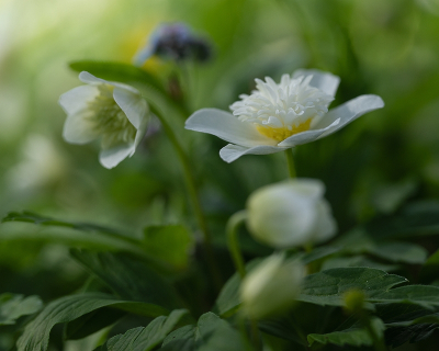 <i class='fa fa-user'></i>&nbsp;Tim Oord&nbsp;|  Bosanemoon&nbsp; <i class='fa fa-eye'>&nbsp;52</i> &nbsp; <i class='fa fa-comment-o'>&nbsp;4</i>