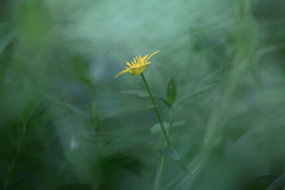 <i class='fa fa-user'></i>&nbsp;Pieter  LJ&nbsp;|  Gewoon Speenkruid&nbsp; <i class='fa fa-eye'>&nbsp;72</i> &nbsp;<i class='fa fa-thumbs-up'>&nbsp;5</i> &nbsp; <i class='fa fa-comment-o'>&nbsp;6</i>