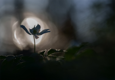 <i class='fa fa-user'></i>&nbsp;Jurgen Maassen&nbsp;|  Bosanemoon&nbsp; <i class='fa fa-eye'>&nbsp;91</i> &nbsp;<i class='fa fa-thumbs-up'>&nbsp;2</i> &nbsp; <i class='fa fa-comment-o'>&nbsp;12</i>