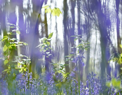 <i class='fa fa-user'></i>&nbsp;Nel R&nbsp;|  Wilde Hyacint&nbsp; <i class='fa fa-eye'>&nbsp;97</i> &nbsp; <i class='fa fa-comment-o'>&nbsp;8</i>