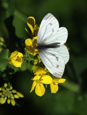 <i class='fa fa-user'></i>&nbsp;ko katsman&nbsp;|  Klein Geaderd Witje&nbsp; <i class='fa fa-eye'>&nbsp;55</i> &nbsp;<i class='fa fa-thumbs-up'>&nbsp;1</i> &nbsp; <i class='fa fa-comment-o'>&nbsp;5</i>