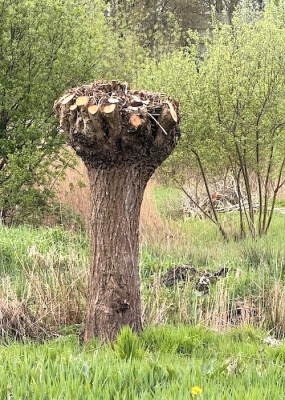 <i class='fa fa-user'></i>&nbsp;HenK5&nbsp;|  Wilg sp.&nbsp; <i class='fa fa-eye'>&nbsp;59</i> &nbsp; <i class='fa fa-comment-o'>&nbsp;2</i>