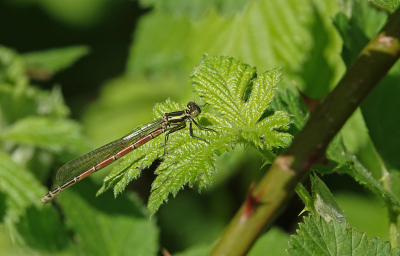 <i class='fa fa-user'></i>&nbsp;nelappelmelk&nbsp;|  Vuurjuffer&nbsp; <i class='fa fa-eye'>&nbsp;55</i> &nbsp; <i class='fa fa-comment-o'>&nbsp;6</i>