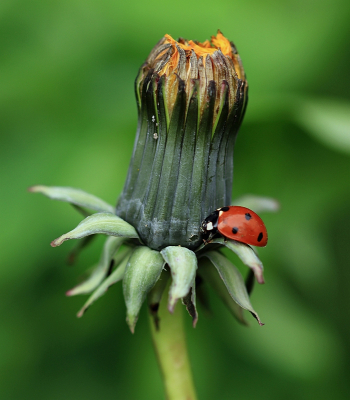 <i class='fa fa-user'></i>&nbsp;Tineke Strijbosch&nbsp;|  Paardenbloem&nbsp; <i class='fa fa-eye'>&nbsp;61</i> &nbsp;<i class='fa fa-thumbs-up'>&nbsp;5</i> &nbsp; <i class='fa fa-comment-o'>&nbsp;8</i>