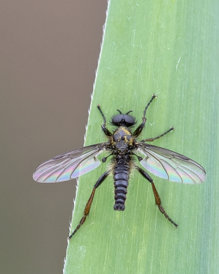 <i class='fa fa-user'></i>&nbsp;Johan van Gurp&nbsp;|  Kleine Rouwvlieg&nbsp; <i class='fa fa-eye'>&nbsp;55</i> &nbsp;<i class='fa fa-thumbs-up'>&nbsp;6</i> &nbsp; <i class='fa fa-comment-o'>&nbsp;3</i>