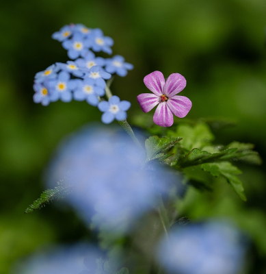 <i class='fa fa-user'></i>&nbsp;Tim Oord&nbsp;|  Robertskruid&nbsp; <i class='fa fa-eye'>&nbsp;60</i> &nbsp; <i class='fa fa-comment-o'>&nbsp;3</i>