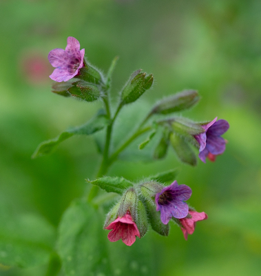 <i class='fa fa-user'></i>&nbsp;Tim Oord&nbsp;|  Gevlekt Longkruid&nbsp; <i class='fa fa-eye'>&nbsp;60</i> &nbsp;<i class='fa fa-thumbs-up'>&nbsp;5</i> &nbsp; <i class='fa fa-comment-o'>&nbsp;4</i>