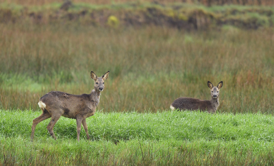 <i class='fa fa-user'></i>&nbsp;Eric Gibcus&nbsp;|  Ree&nbsp; <i class='fa fa-eye'>&nbsp;83</i> &nbsp; <i class='fa fa-comment-o'>&nbsp;3</i>