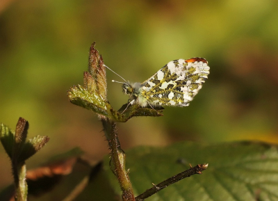 <i class='fa fa-user'></i>&nbsp;jan rienk&nbsp;|  Oranjetipje&nbsp; <i class='fa fa-eye'>&nbsp;87</i> &nbsp;<i class='fa fa-thumbs-up'>&nbsp;1</i> &nbsp; <i class='fa fa-comment-o'>&nbsp;4</i>