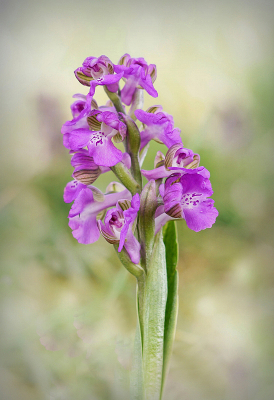 <i class='fa fa-user'></i>&nbsp;Nel R&nbsp;|  Harlekijn&nbsp; <i class='fa fa-eye'>&nbsp;102</i> &nbsp;<i class='fa fa-thumbs-up'>&nbsp;11</i> &nbsp; <i class='fa fa-comment-o'>&nbsp;9</i>