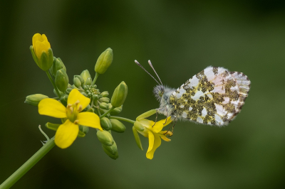 <i class='fa fa-user'></i>&nbsp;Johan van Gurp&nbsp;|  Oranjetipje&nbsp; <i class='fa fa-eye'>&nbsp;69</i> &nbsp;<i class='fa fa-thumbs-up'>&nbsp;2</i> &nbsp; <i class='fa fa-comment-o'>&nbsp;5</i>
