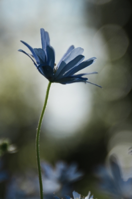 <i class='fa fa-user'></i>&nbsp;hesterb&nbsp;|  Blauwe Anemoon&nbsp; <i class='fa fa-eye'>&nbsp;55</i> &nbsp; <i class='fa fa-comment-o'>&nbsp;2</i>