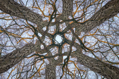 Gepopeld op een mooie zonsondergang tijdens een grauwe wintermaand. Ik hoopte dat het laatste licht de boom met zijn oranje gloed zou bestrijken, en zo geschiede.