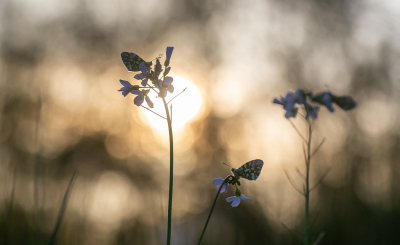 <i class='fa fa-user'></i>&nbsp;David&nbsp;|  Oranjetipje&nbsp; <i class='fa fa-eye'>&nbsp;77</i> &nbsp;<i class='fa fa-thumbs-up'>&nbsp;7</i> &nbsp; <i class='fa fa-comment-o'>&nbsp;4</i>