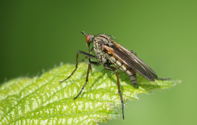 <i class='fa fa-user'></i>&nbsp;nelappelmelk&nbsp;|  Grote Dansvlieg&nbsp; <i class='fa fa-eye'>&nbsp;49</i> &nbsp; <i class='fa fa-comment-o'>&nbsp;4</i>