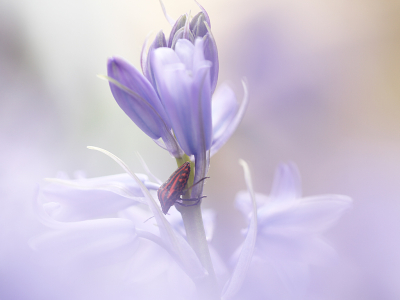 <i class='fa fa-user'></i>&nbsp;Pieter  LJ&nbsp;|  Pyjamaschildwants&nbsp; <i class='fa fa-eye'>&nbsp;65</i> &nbsp;<i class='fa fa-thumbs-up'>&nbsp;1</i> &nbsp; <i class='fa fa-comment-o'>&nbsp;5</i>