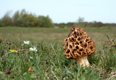 <i class='fa fa-user'></i>&nbsp;ko katsman&nbsp;|  Duinmorielje&nbsp; <i class='fa fa-eye'>&nbsp;105</i> &nbsp;<i class='fa fa-thumbs-up'>&nbsp;1</i> &nbsp; <i class='fa fa-comment-o'>&nbsp;8</i>